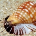 shell_li_h_0705_png2086.jpg